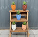 Limited Edition Al Fresco - Just Peachy